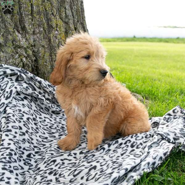Luna, Mini Goldendoodle Puppy